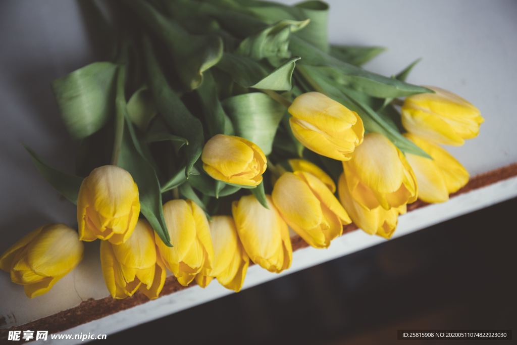 郁金香唯美图片