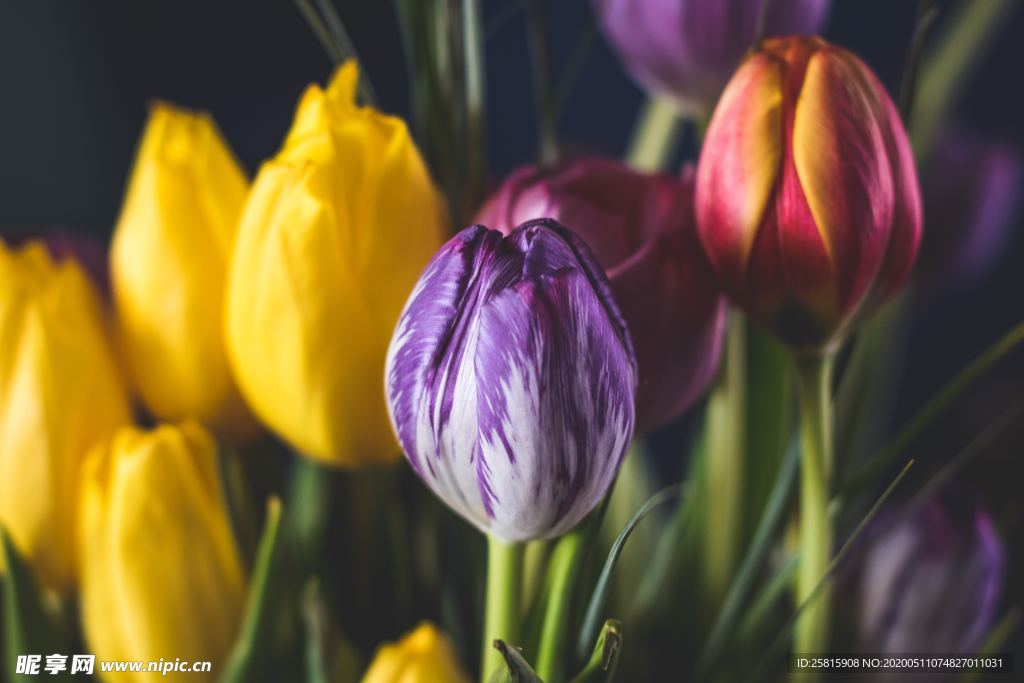 郁金香唯美图片