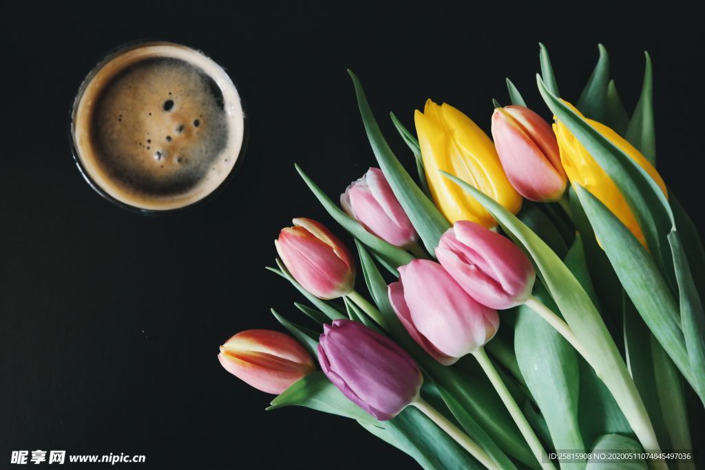 郁金香唯美图片