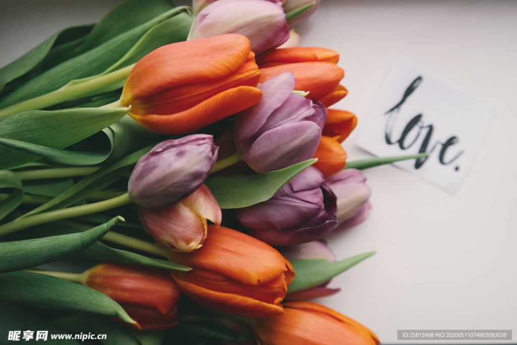 郁金香唯美图片