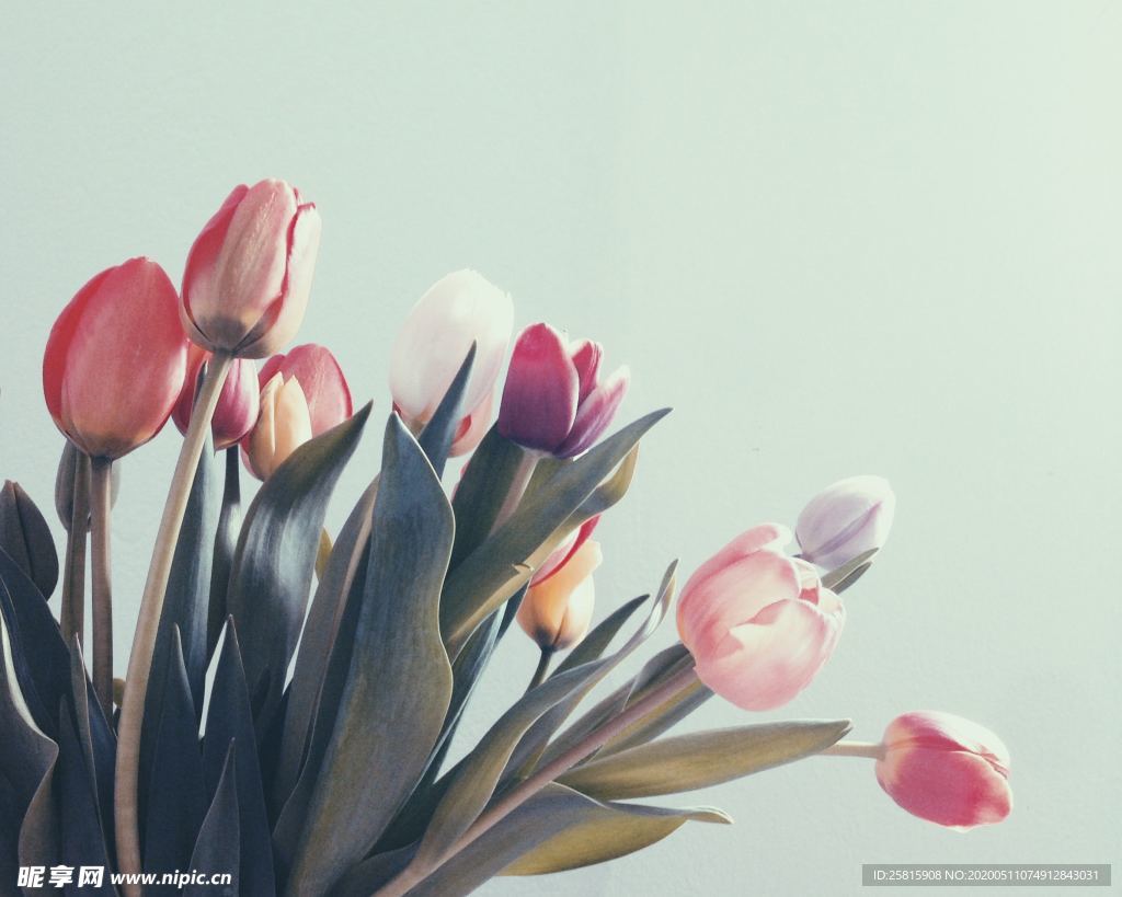 郁金香唯美图片