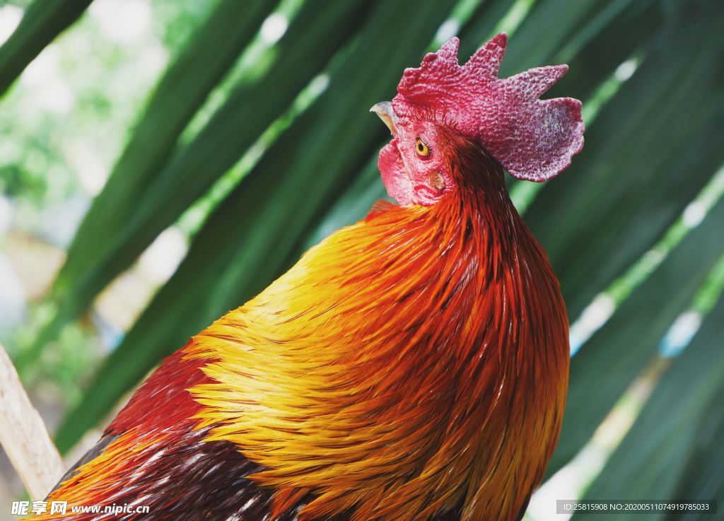 公鸡空山鸟语图片