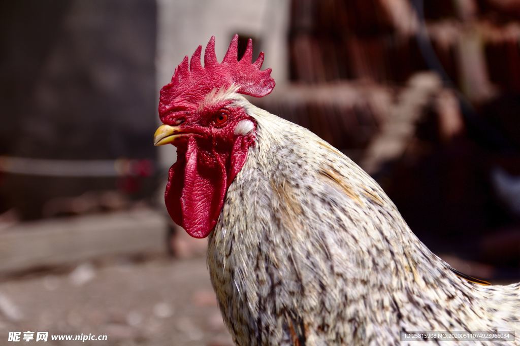 公鸡空山鸟语图片