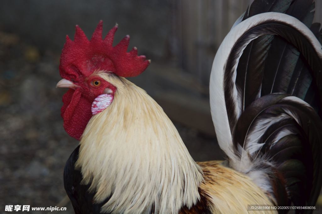 公鸡空山鸟语图片