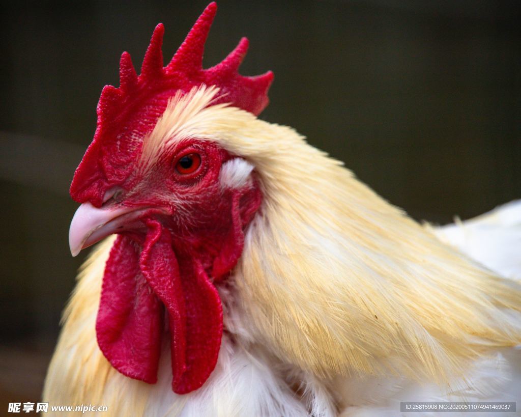 公鸡空山鸟语图片