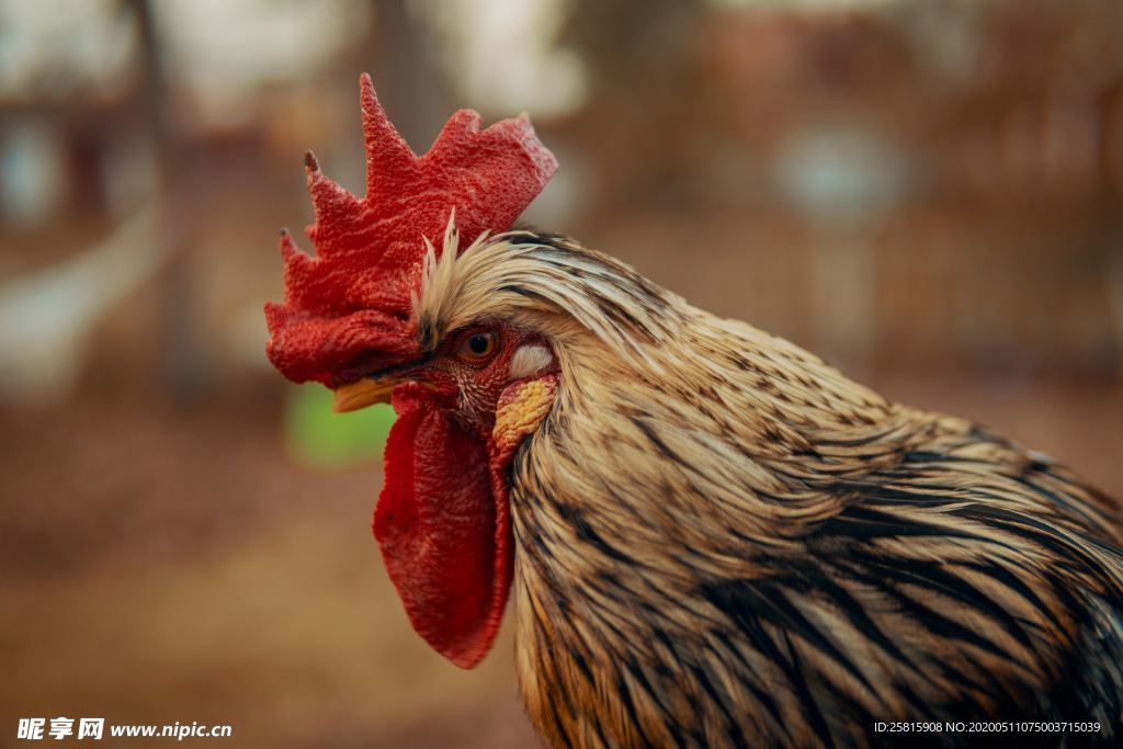 公鸡空山鸟语图片
