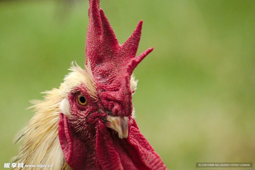 公鸡空山鸟语图片