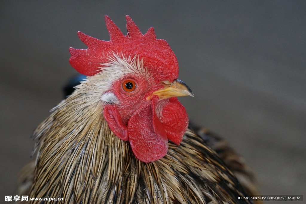 公鸡空山鸟语图片
