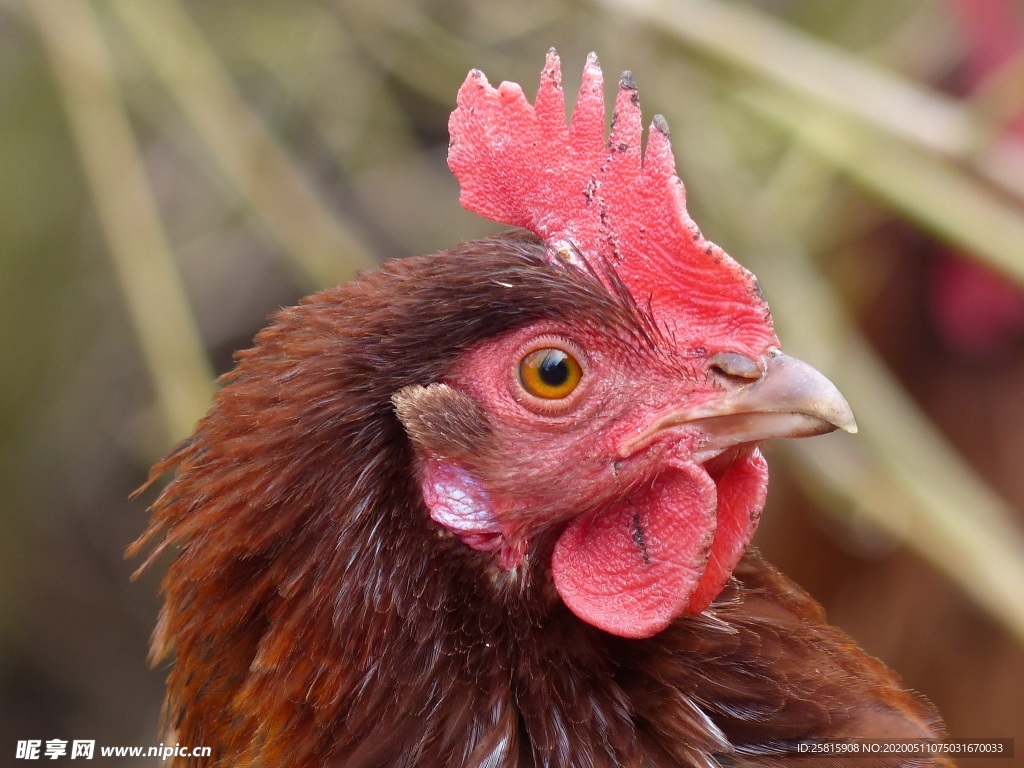 公鸡空山鸟语图片