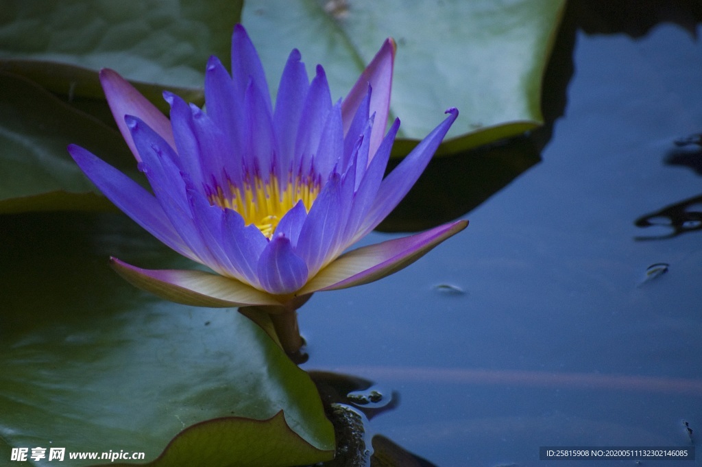 睡莲荷花荷塘图片