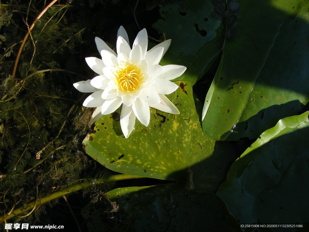 睡莲荷花荷塘图片