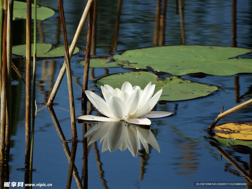 睡莲荷花荷塘图片