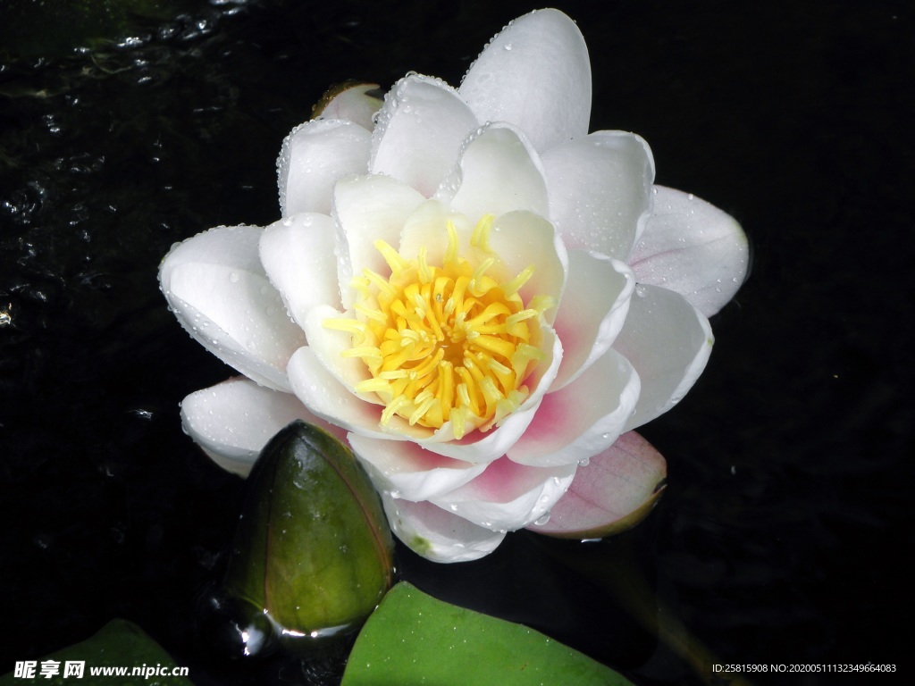 睡莲荷花荷塘图片