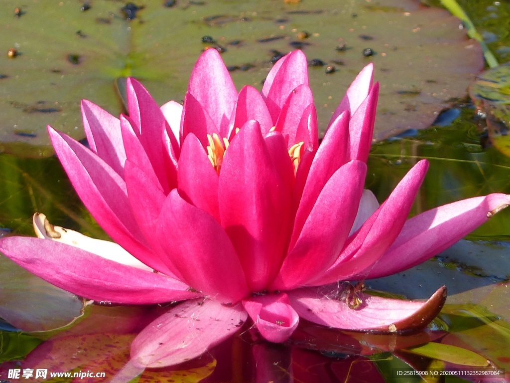 睡莲荷花荷塘图片