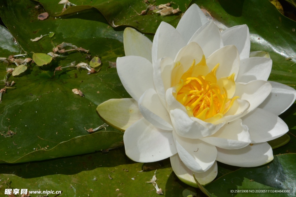 睡莲荷花荷塘图片