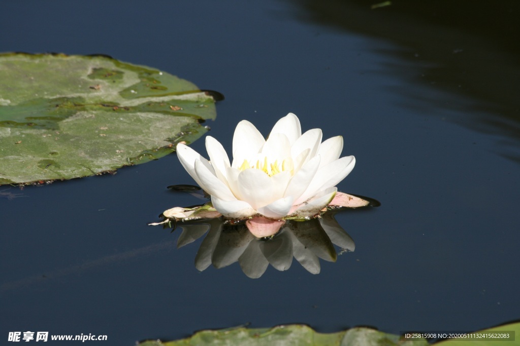 睡莲荷花荷塘图片