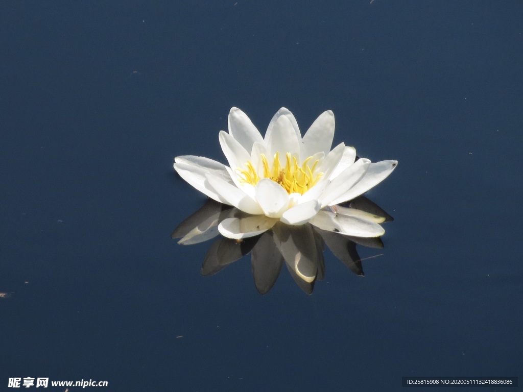 睡莲荷花荷塘图片