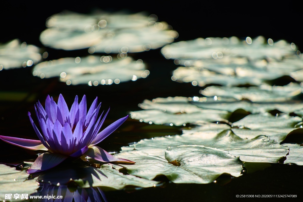 睡莲荷花荷塘图片