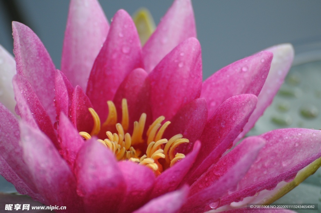 睡莲荷花荷塘图片