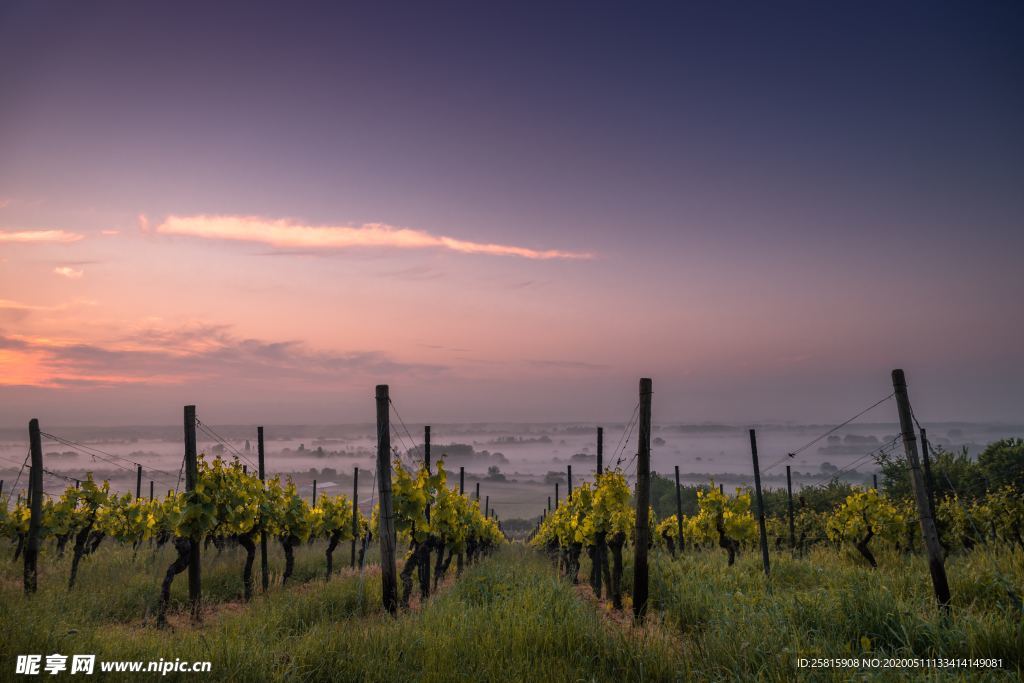 绿色葡萄园图片
