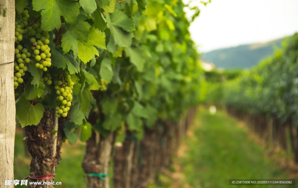 绿色葡萄园图片