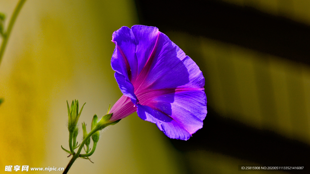牵牛 牵牛花儿 小清新 清新