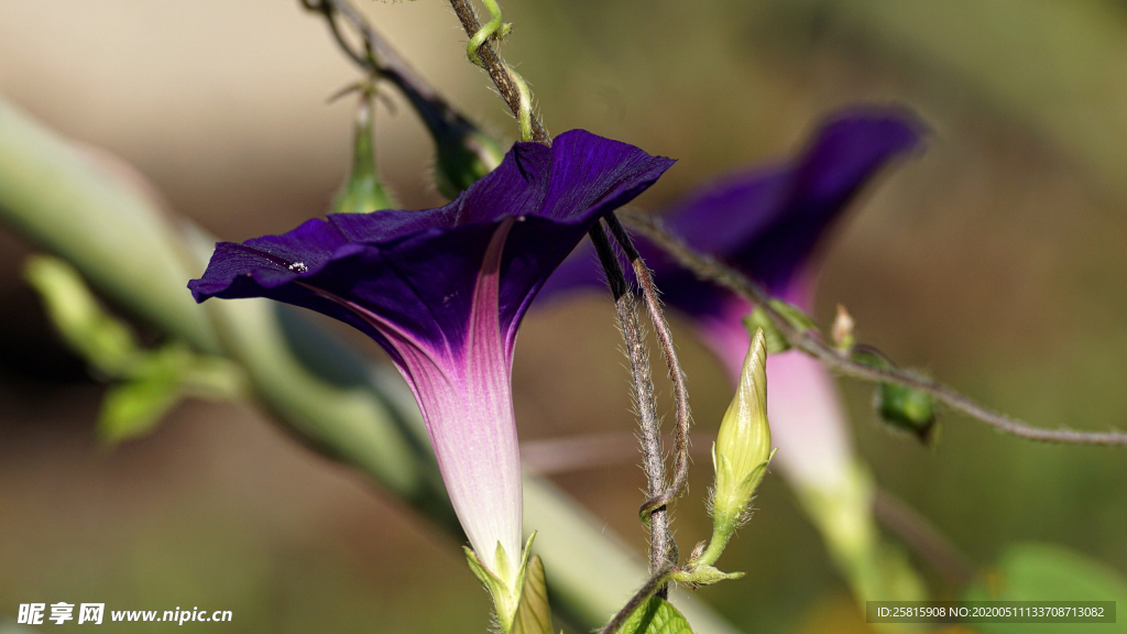 牵牛花清新唯美图片