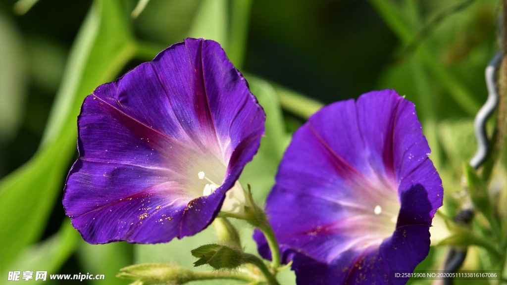 牵牛花清新唯美图片
