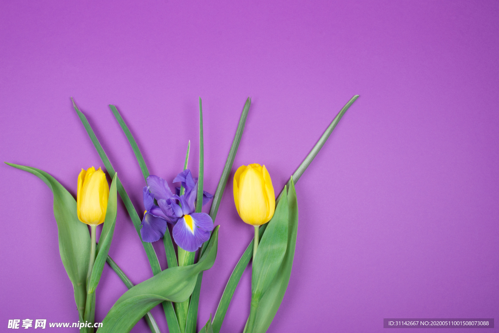 黄色郁金香背景图片