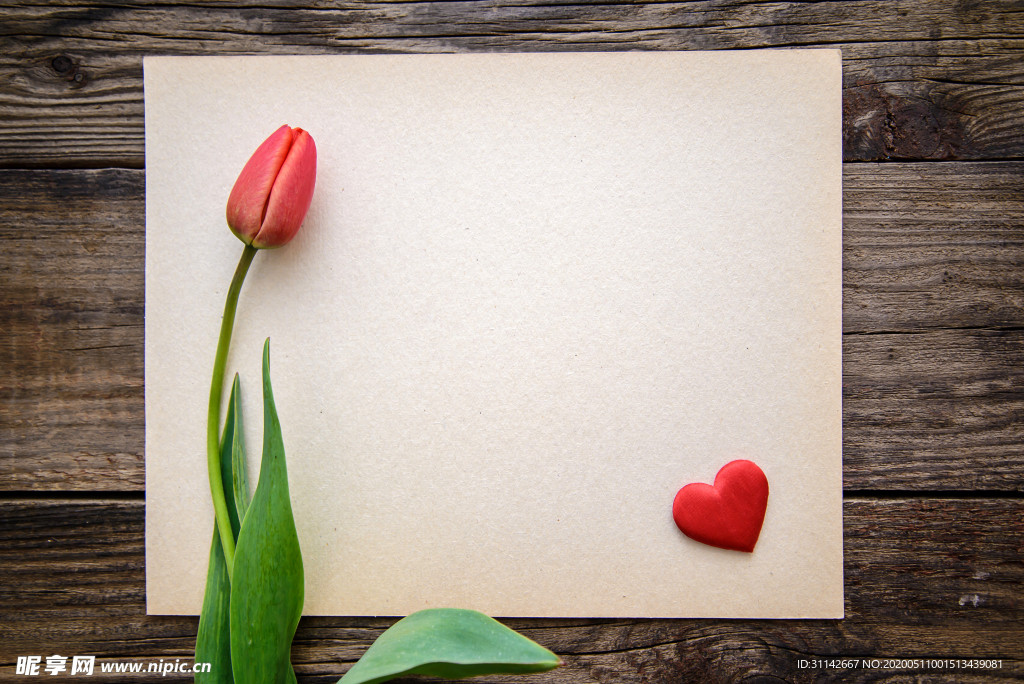 红色郁金香背景图片