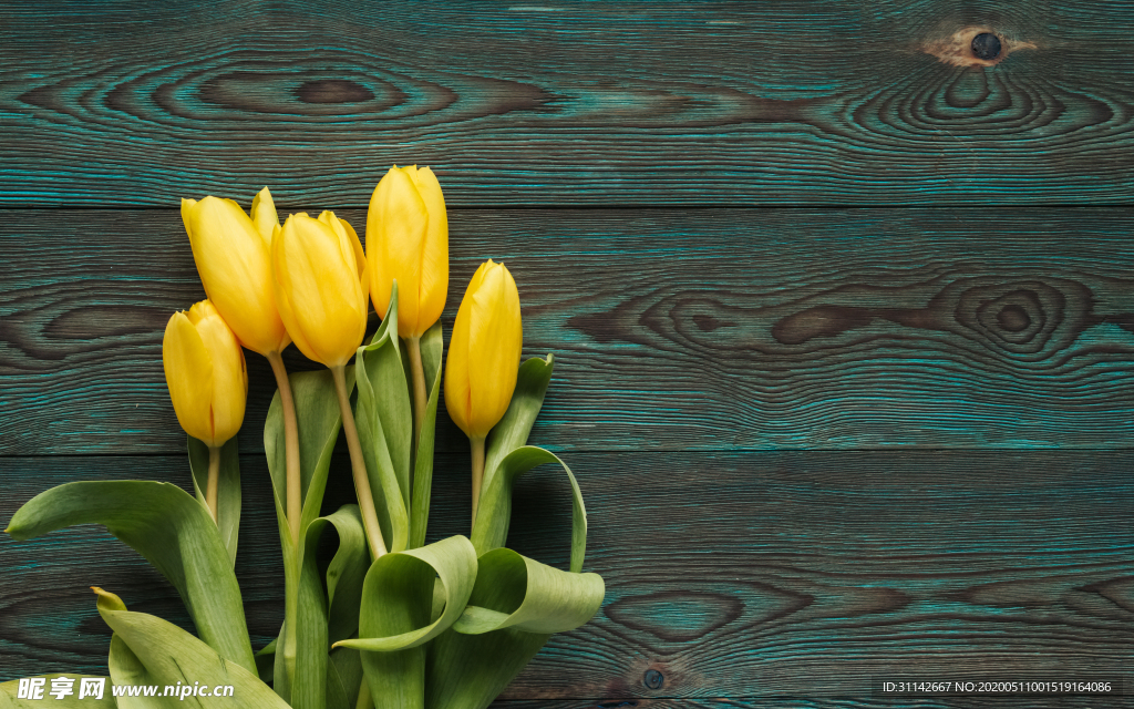 黄色郁金香背景图片