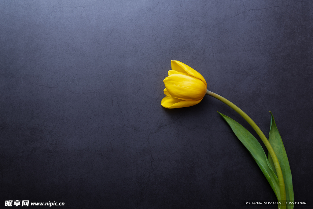 黄色郁金香背景图片