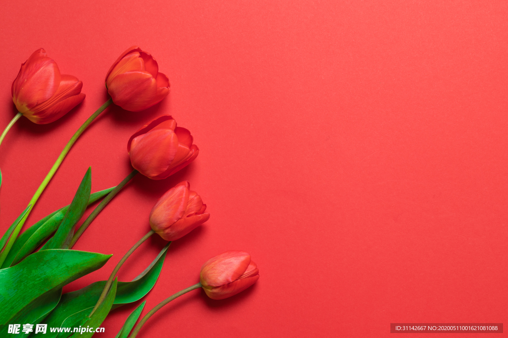 红色郁金香背景