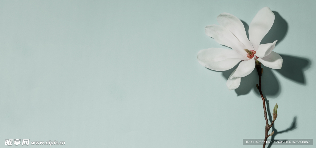 木兰花背景图片