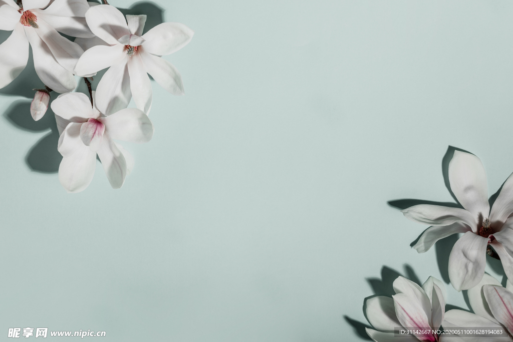 木兰花背景图片