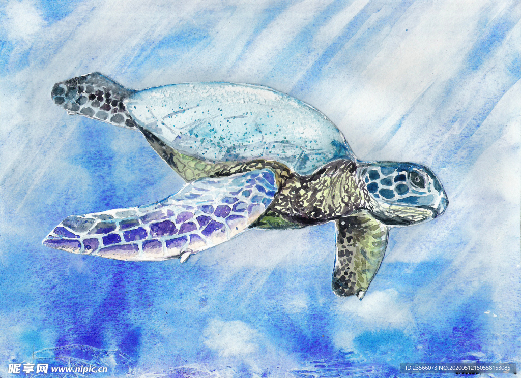 水彩海龟油画