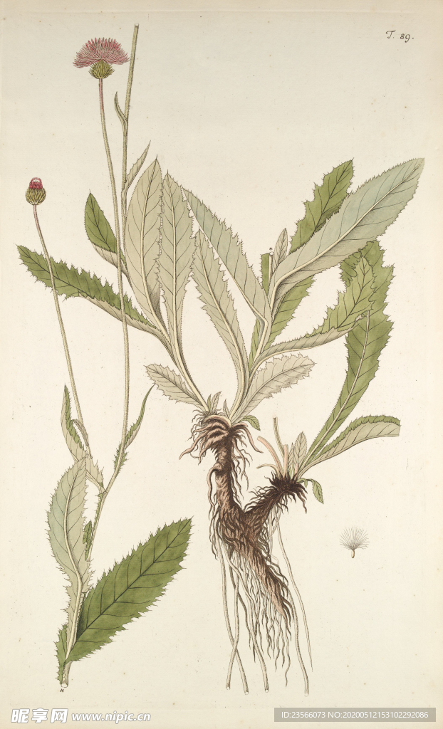 精美绘画草本植物图谱