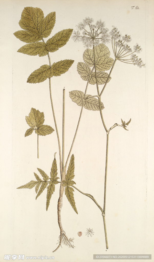 精美绘画草本植物图谱