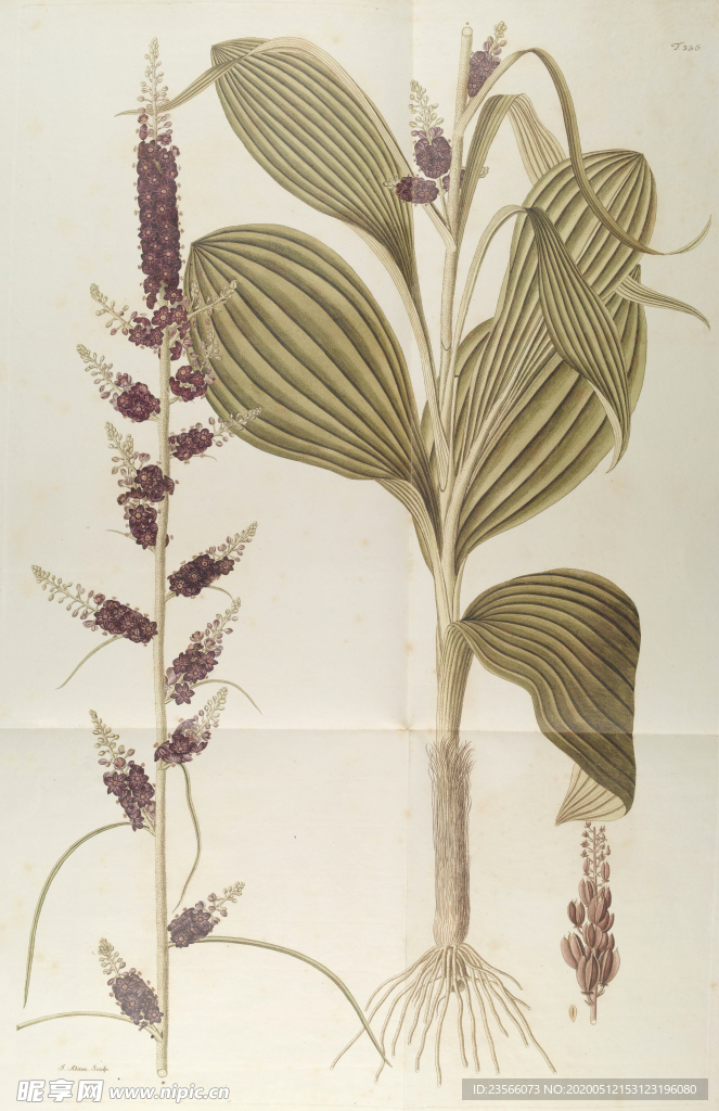 精美绘画草本植物图谱