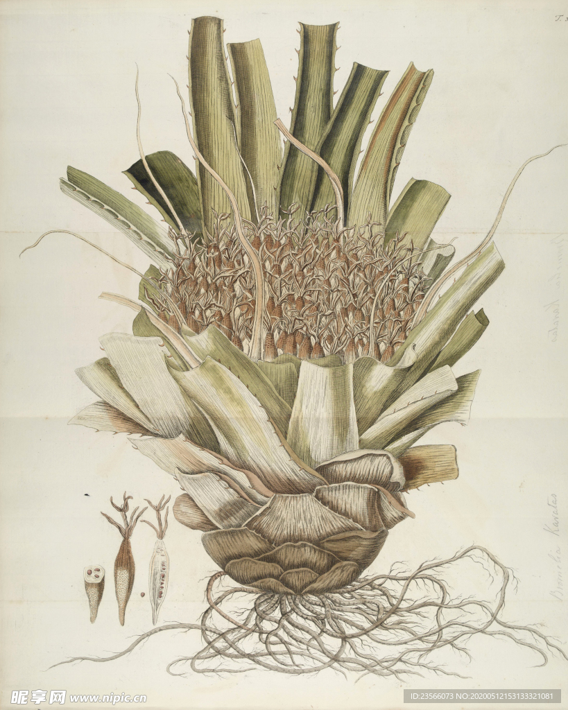 精美绘画草本植物图谱