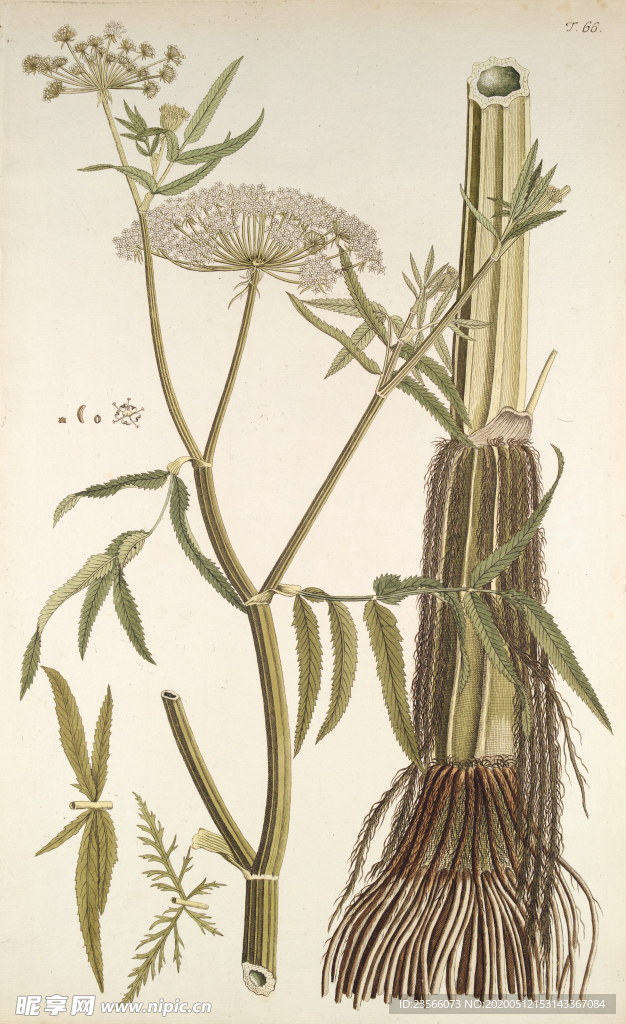 精美绘画草本植物图谱