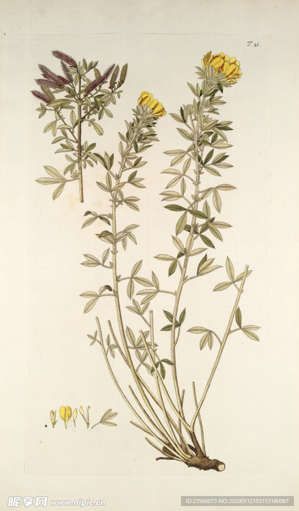 精美绘画草本植物图谱