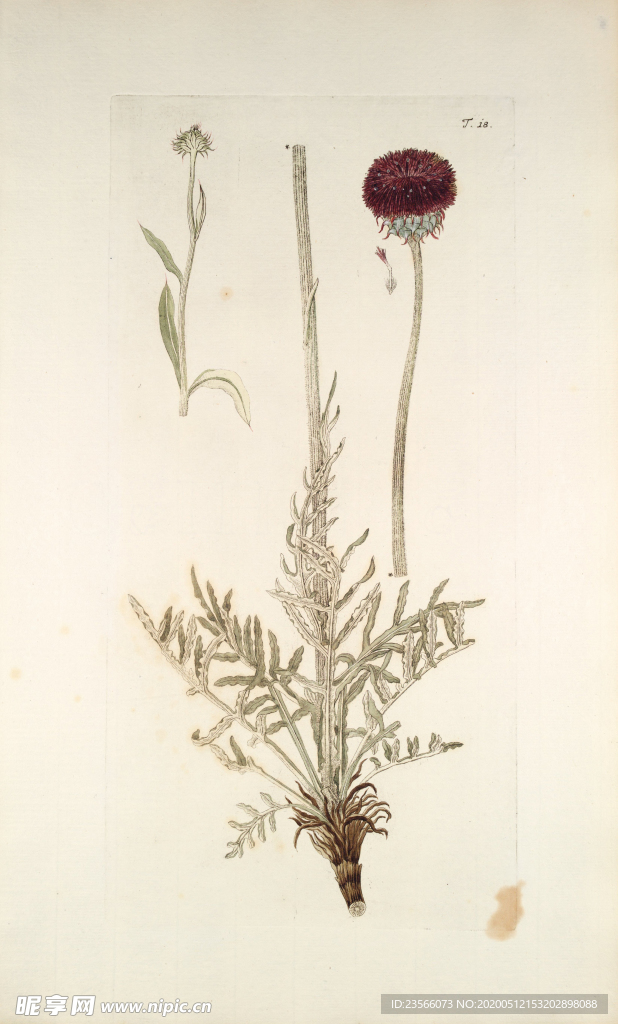 精美绘画草本植物图谱