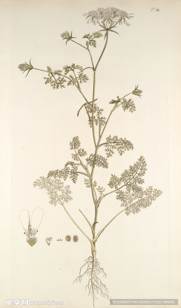 精美绘画草本植物图谱