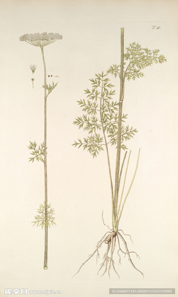 精美绘画草本植物图谱