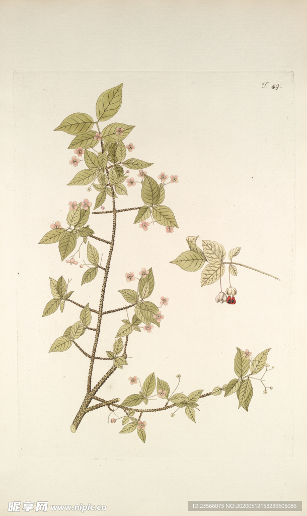 精美绘画草本植物图谱