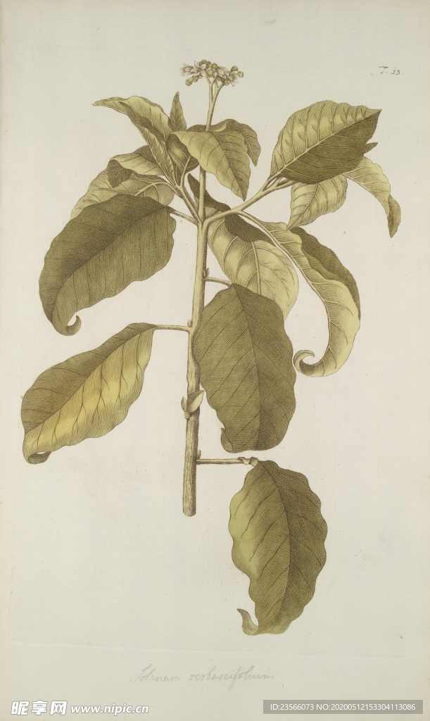 精美绘画草本植物图谱