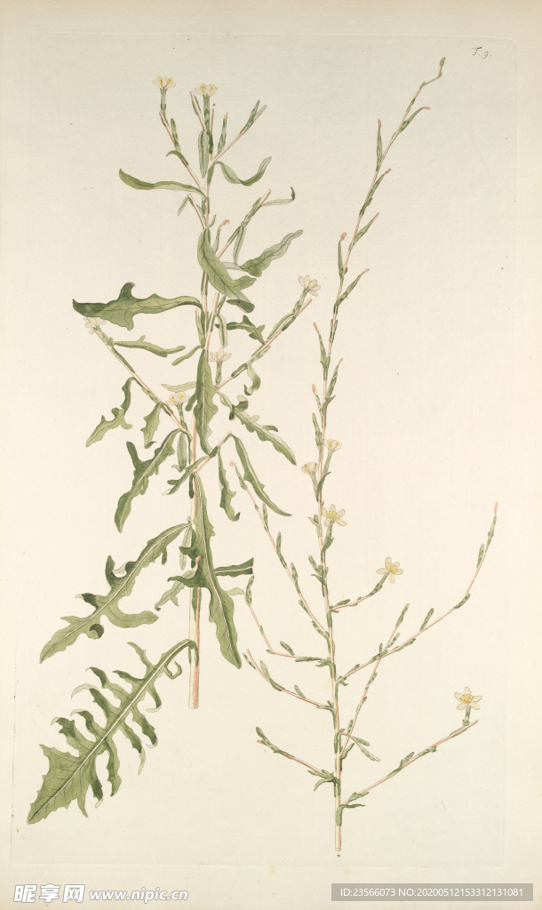 精美绘画草本植物图谱