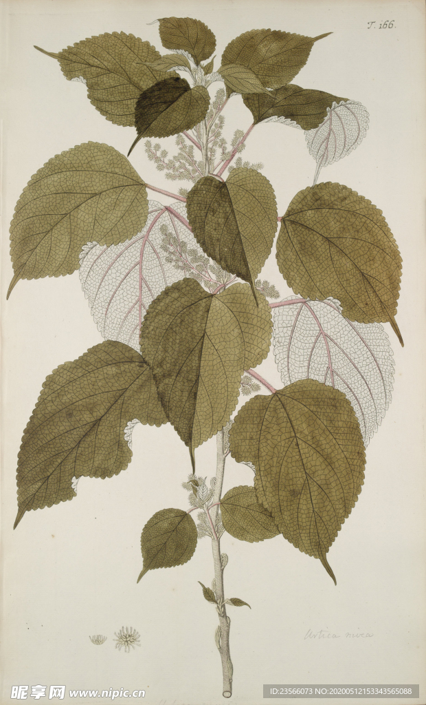 精美绘画草本植物图谱