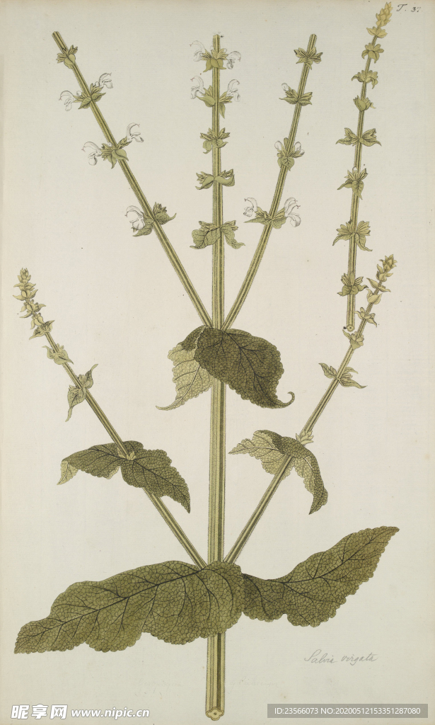 精美绘画草本植物图谱